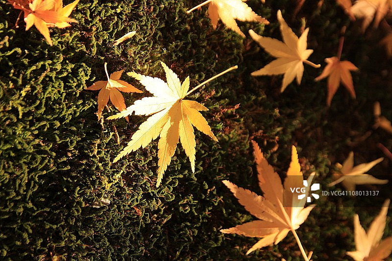 龙安寺的秋叶图片素材