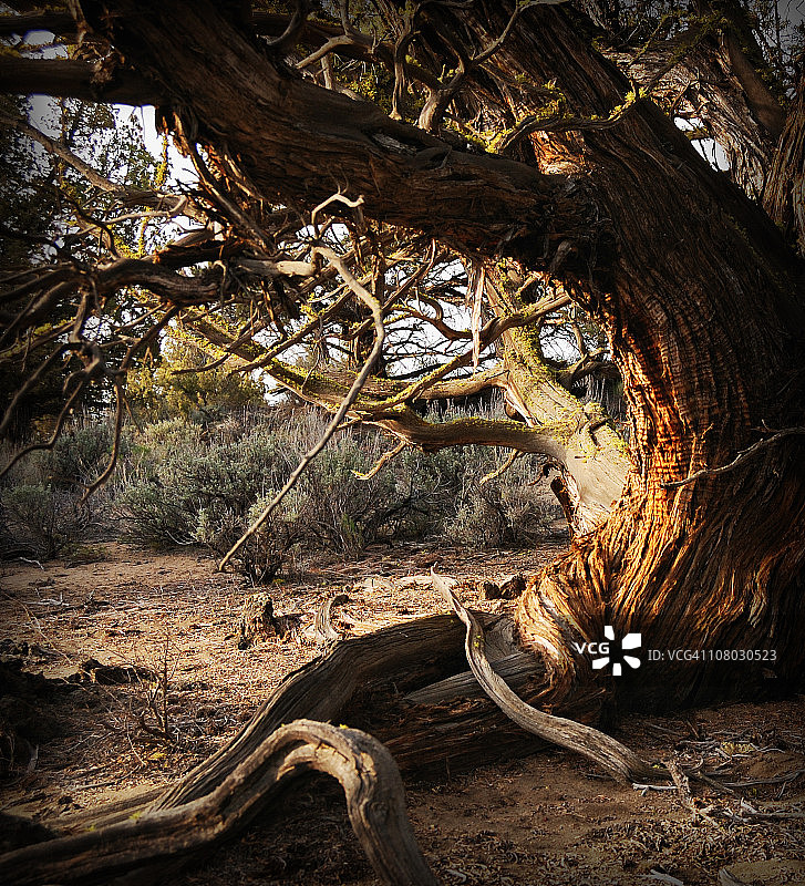 杜松树图片素材