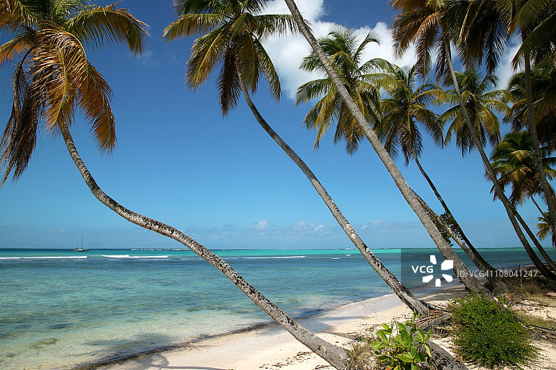 热带海滩：多巴哥岛，加勒比海图片素材