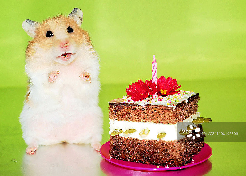 带生日蛋糕的叙利亚仓鼠图片素材