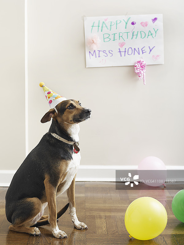 狗狗生日派对图片素材