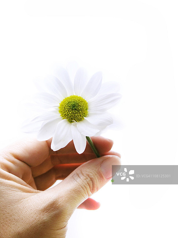 女人手持小白雏菊花，白色背景图片素材