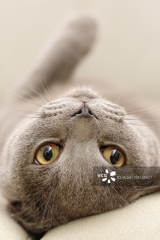 可爱的灰色猫咪仰面躺着，脸朝前看图片素材