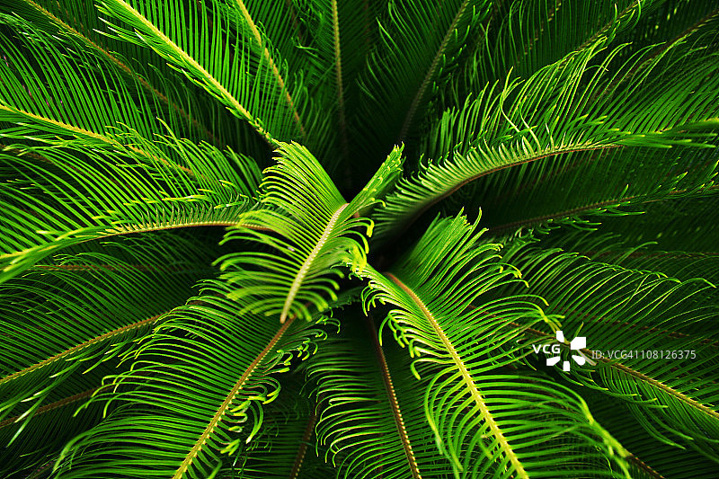 郁郁葱葱的苏铁灌木特写图片素材