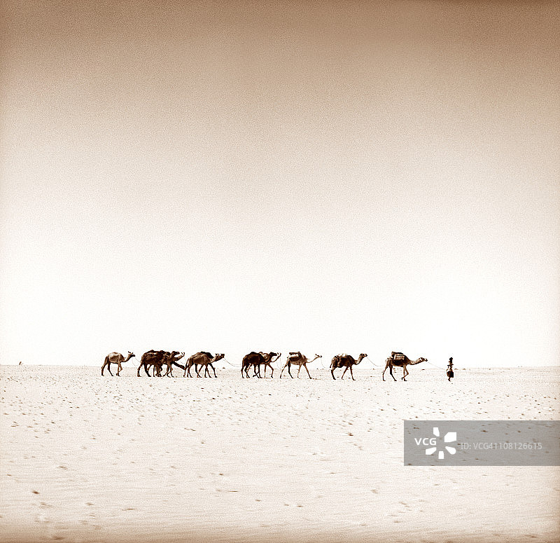 撒哈拉沙漠中的盐商队图片素材