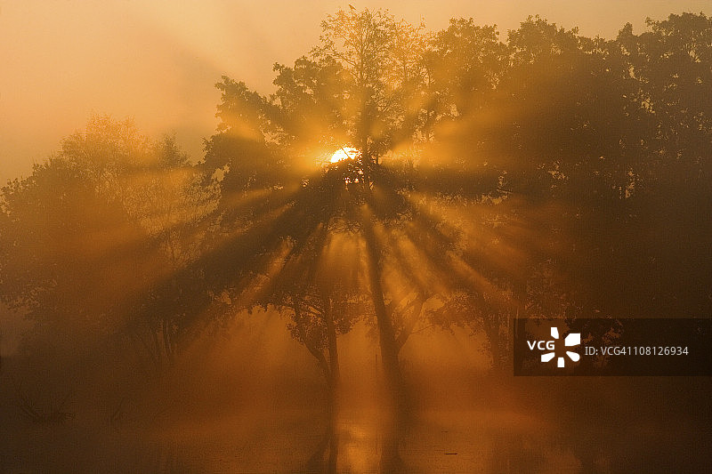 雾中树后升起的太阳与神奇的阳光图片素材