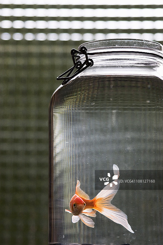 鱼缸图片素材