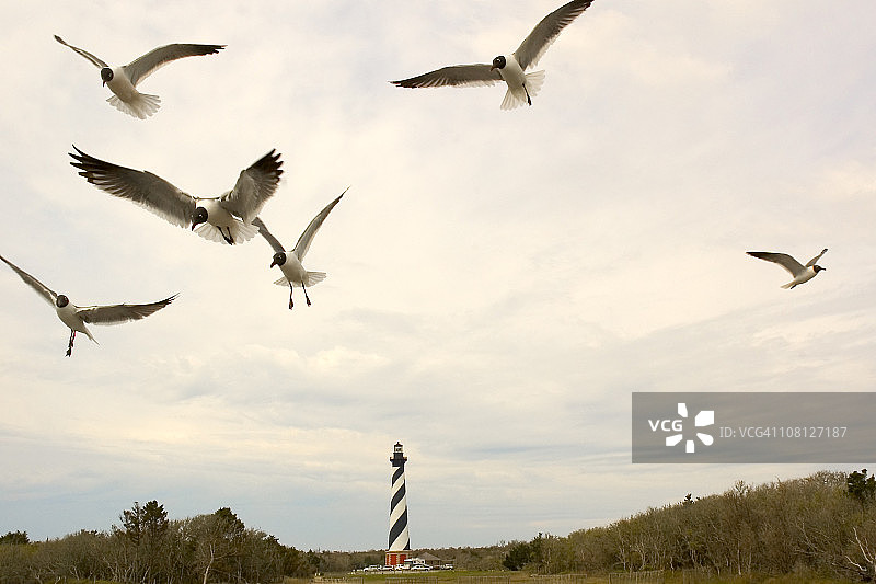 哈特拉斯角海鸥图片素材