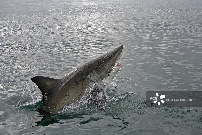 跃出水面的大白鲨图片素材