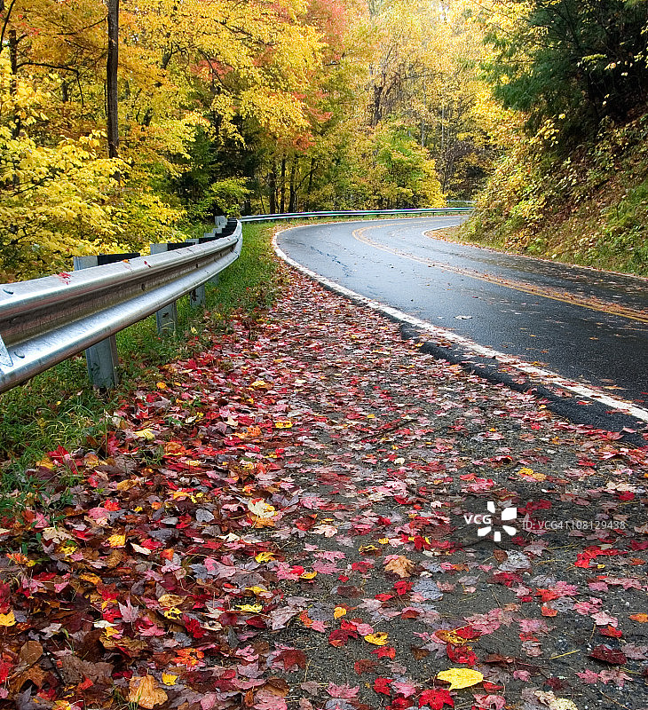 蜿蜒的森林道路上的秋叶图片素材