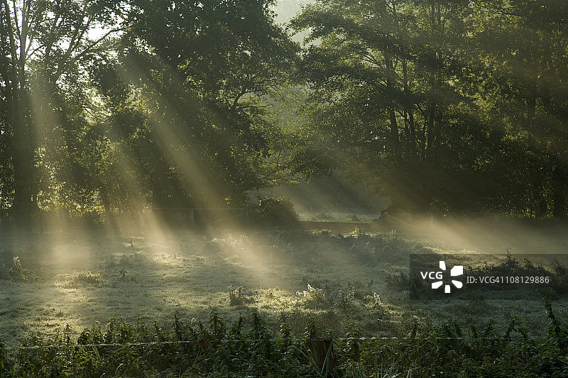 薄雾中穿透树木的阳光图片素材