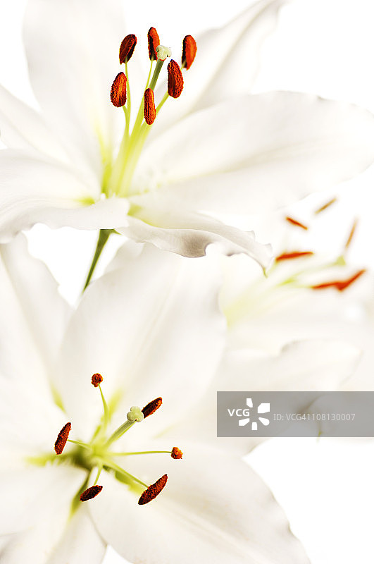 三朵白色百合花图片素材
