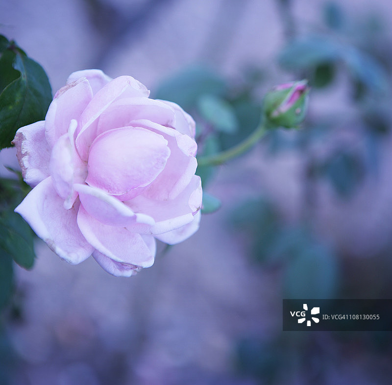 玫瑰花特写图片素材