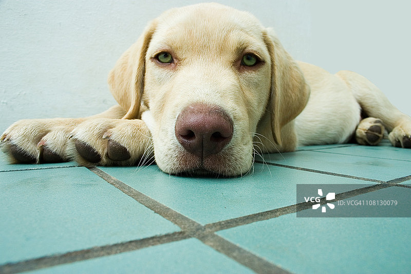 黄色拉布拉多幼犬图片素材