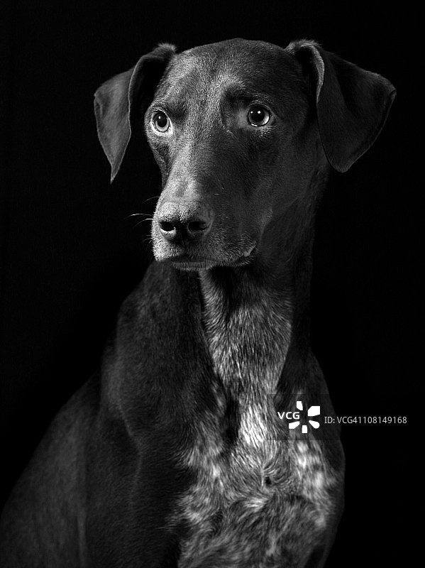 黑白德国指示犬图片素材