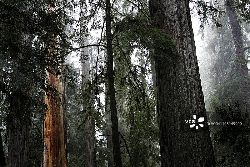 红杉森林的雾图片素材