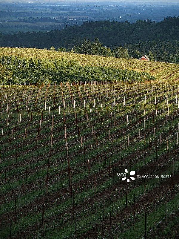 日落时分的葡萄园图片素材