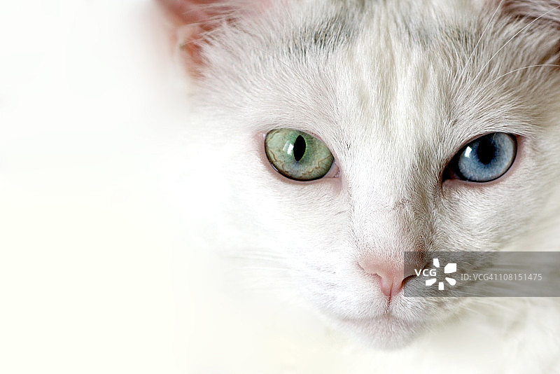 绿蓝色眼睛的白色猫咪特写图片素材