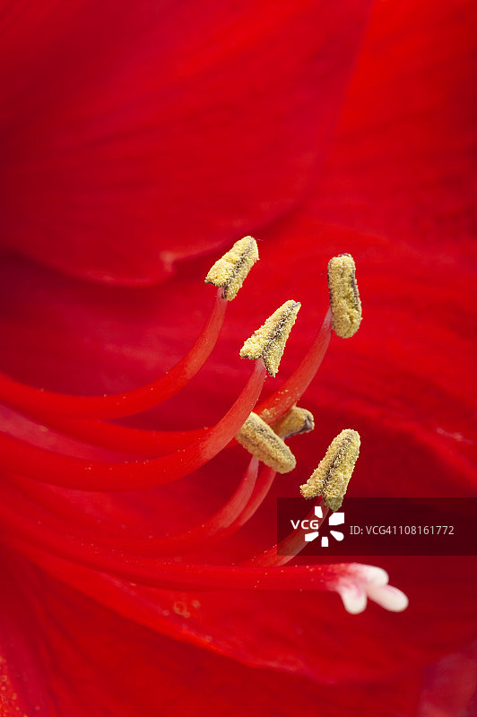 孤挺花特写图片素材