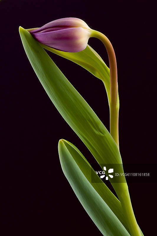 黑色背景下的郁金香球茎图片素材