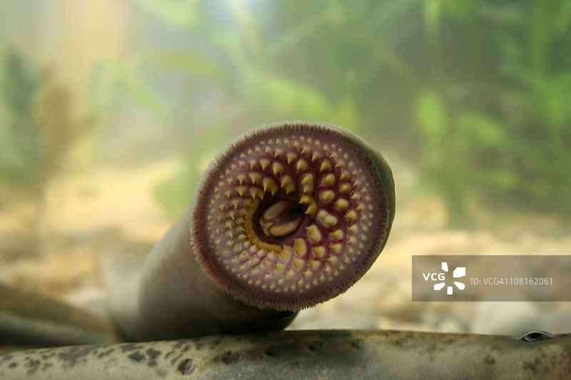 七鳃鳗的嘴巴图片素材