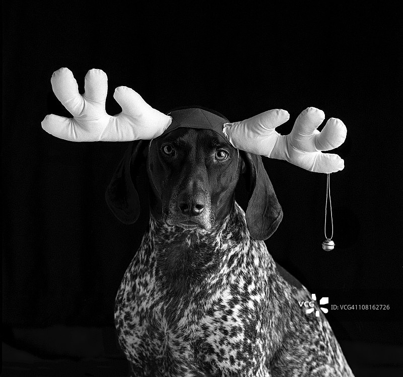 戴着带铃铛鹿角的狗的黑白肖像图片素材