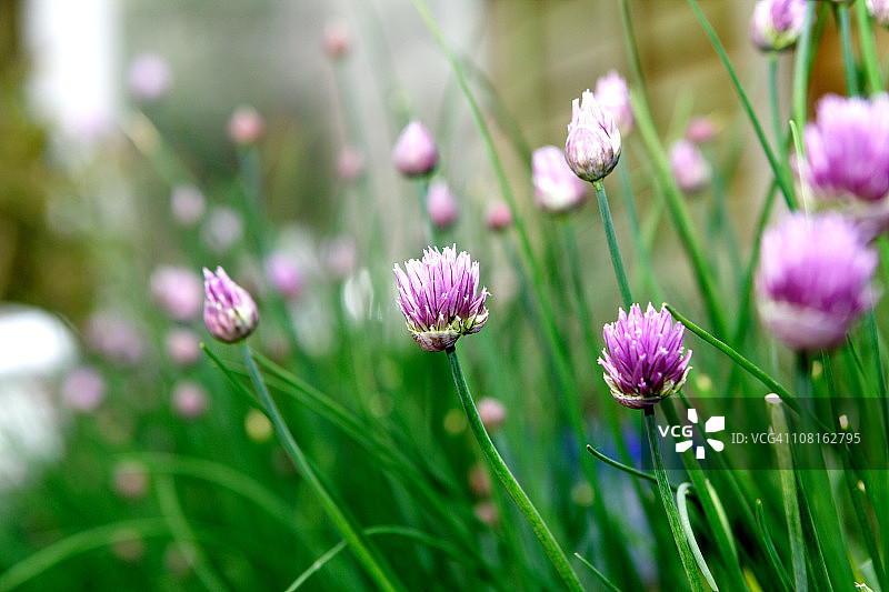韭菜花图片素材