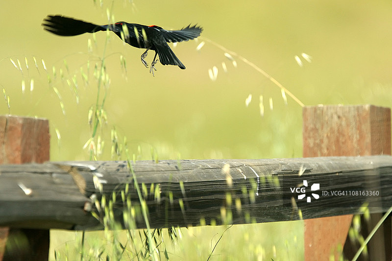 红翅黑鹂起飞图片素材