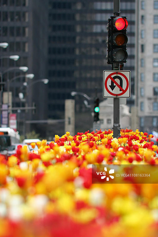 郁金香花园中的交通灯图片素材