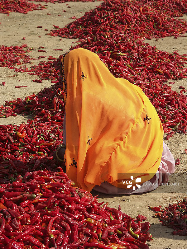 印度拉贾斯坦邦女人挑选红辣椒图片素材