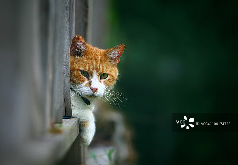 透过栅栏向外看的猫图片素材