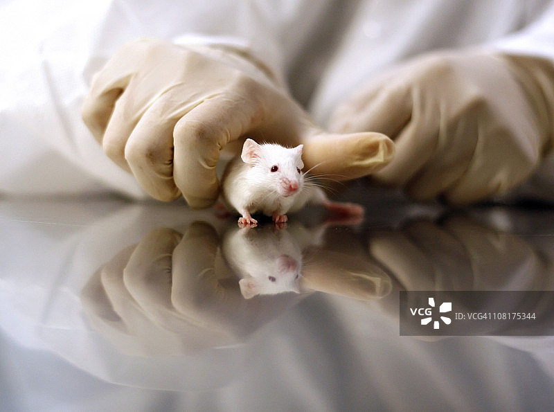 科学家手拿小白鼠图片素材