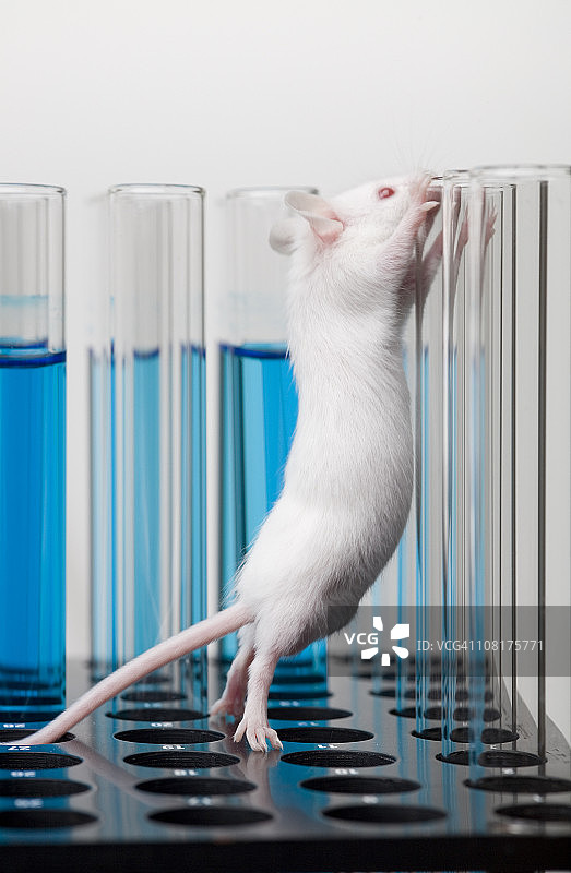 爬上试管的白色实验小鼠图片素材