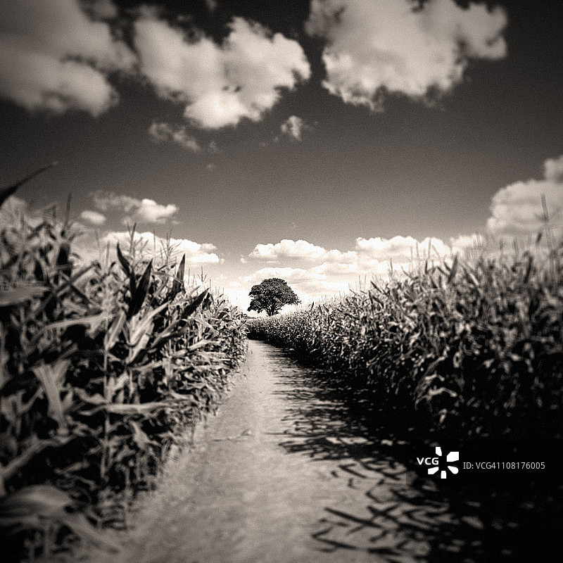 多云天空下的黑白玉米田图片素材