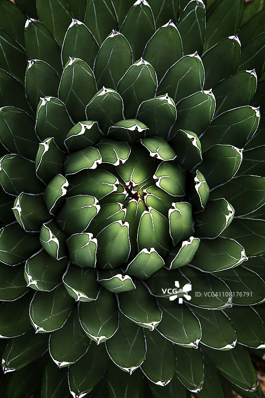 龙舌兰图片素材