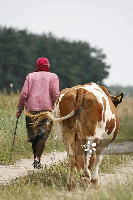 和牛在一起的女人图片素材