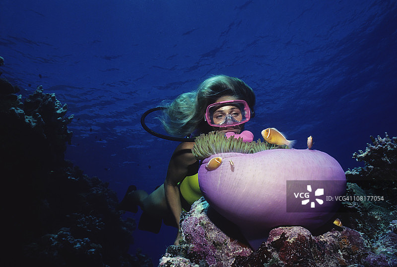 珊瑚礁上的潜水员与海葵图片素材