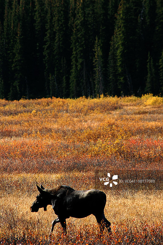 雌性驼鹿图片素材