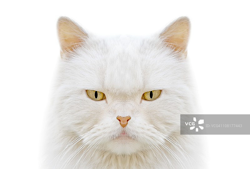 表情严肃的白色猫脸特写图片素材