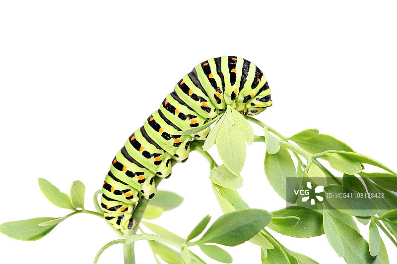 毛毛虫爬行植物叶片，白色背景图片素材