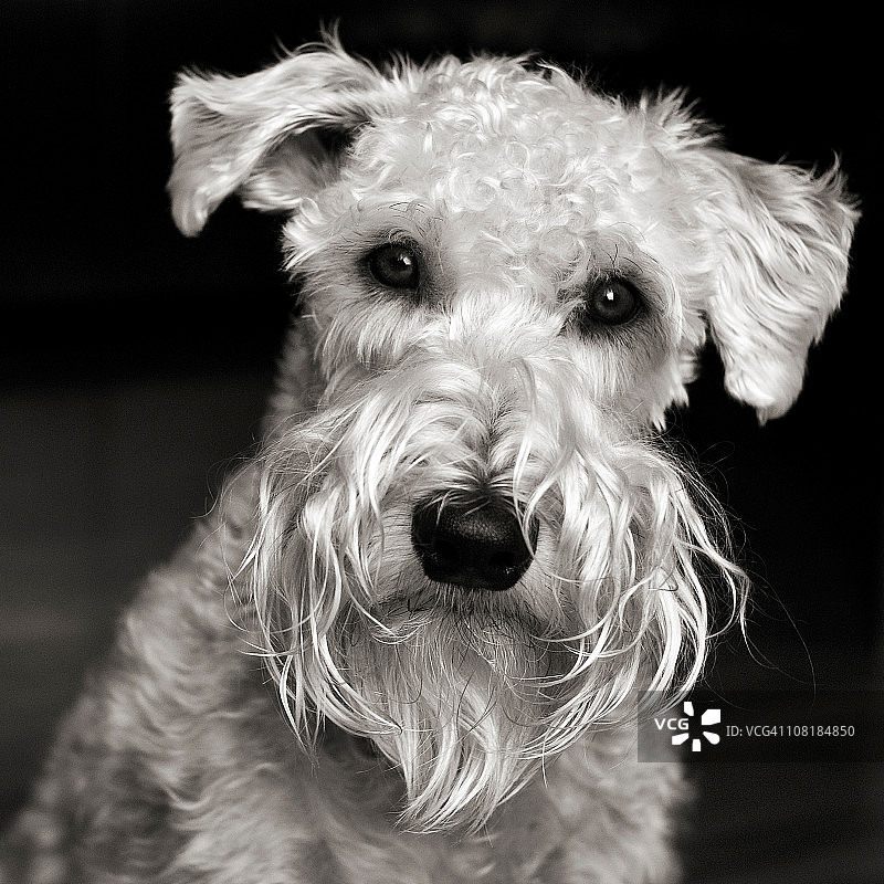 软毛梗犬图片素材