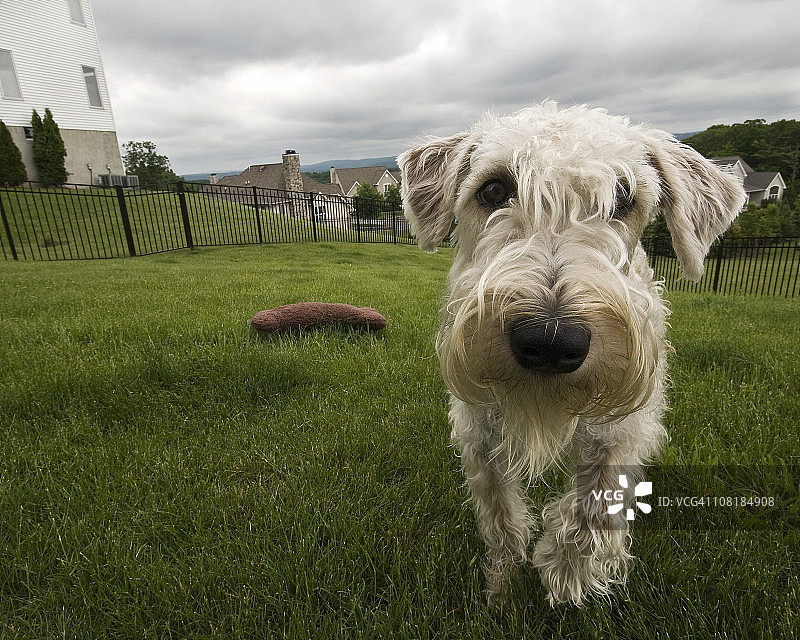 白色小狗肖像图片素材