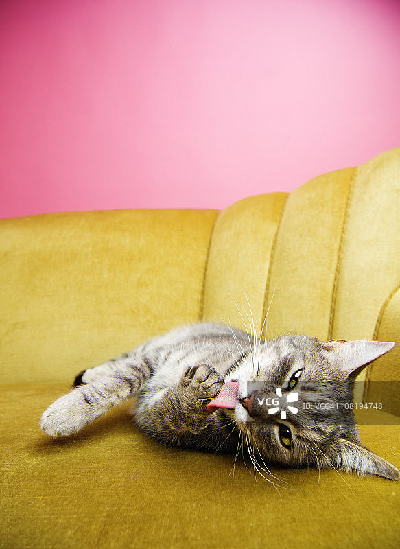 猫咪清洁爪子图片素材