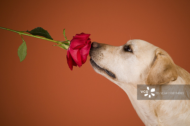 拉布拉多寻回犬狗闻玫瑰，橙色背景图片素材