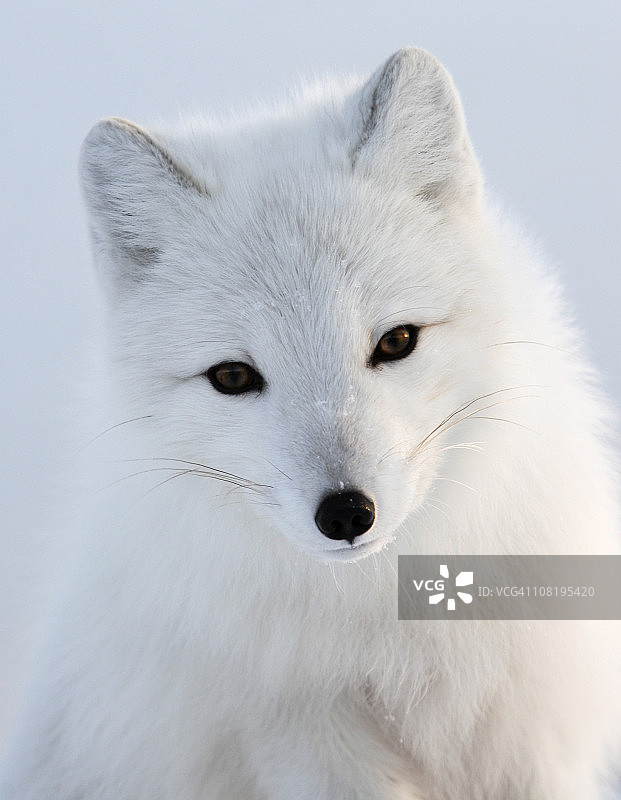 白色北极狐肖像图片素材