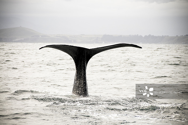 潜水鲸鱼图片素材