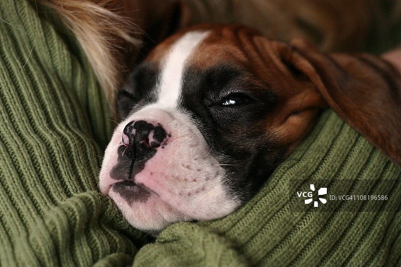 拳师犬幼犬特写图片素材