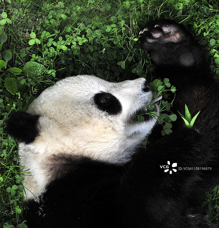 熊猫幼崽图片素材