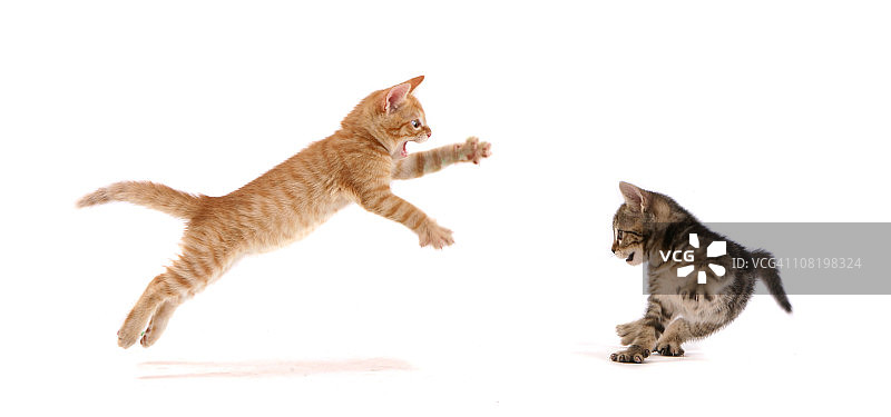小猫袭击！图片素材