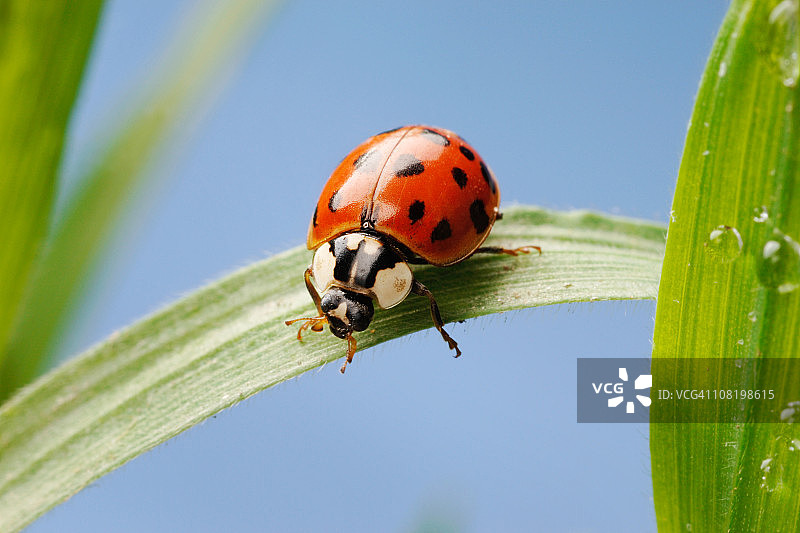 绿叶上的瓢虫图片素材